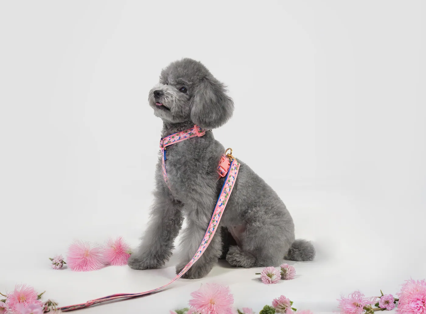 THE WAGGING BLUE 웹사이트 프로젝트
